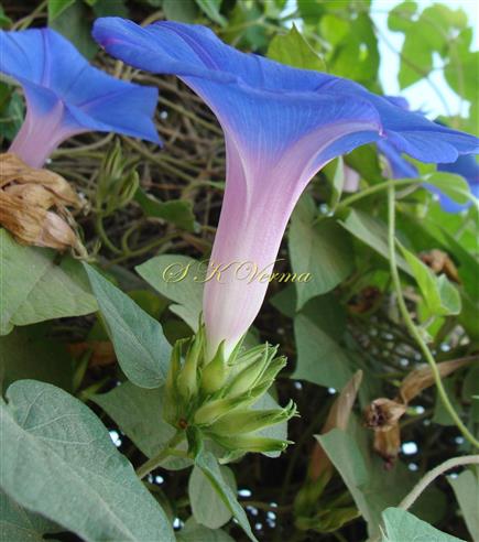  Inflorescence